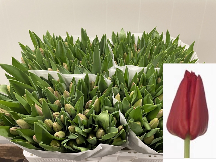 <h4>TU EN WESTFRIS FIRE</h4>