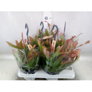 Rhipsalis   ...