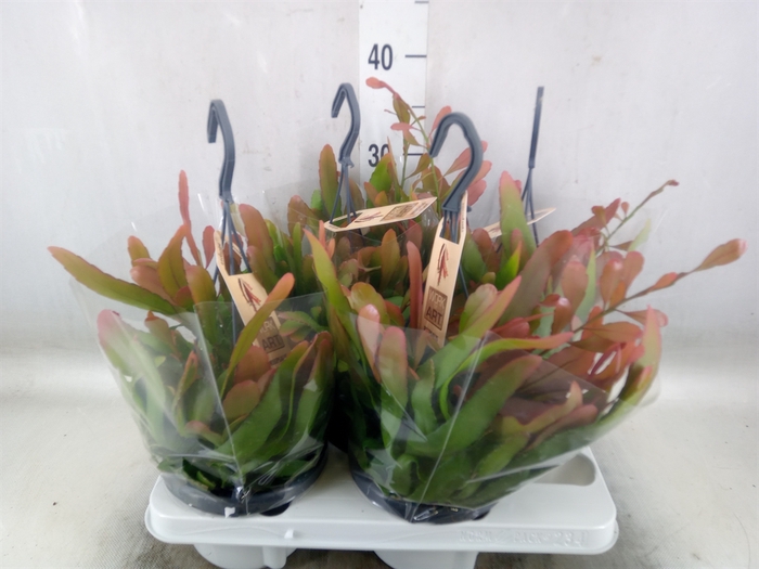 <h4>Rhipsalis   ...</h4>