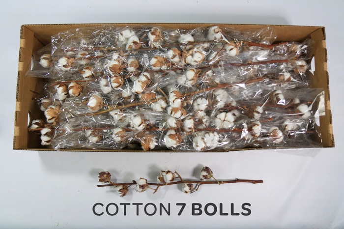 Dried Cotton Gossypium Premium