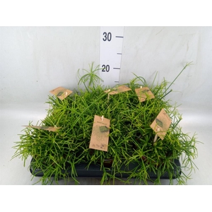 Rhipsalis baccifera 'Oasis'