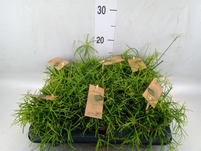 <h4>Rhipsalis baccifera 'Oasis'</h4>
