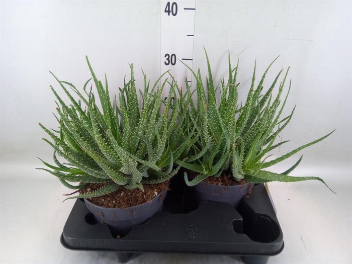 <h4>Aloe humilis</h4>
