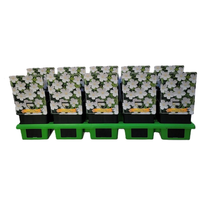 Geranium sanguineum Album