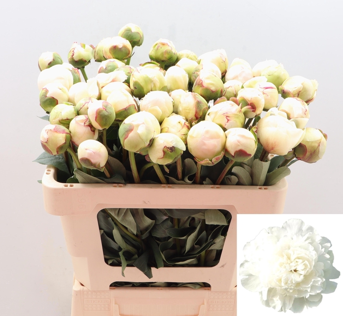 <h4>PAEO L HENRY SASS</h4>