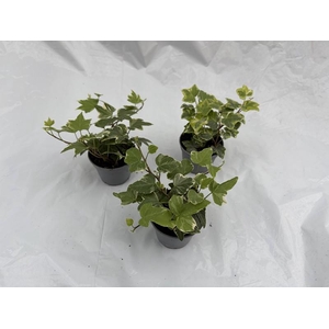 HEDERA HELIX P6 BONT