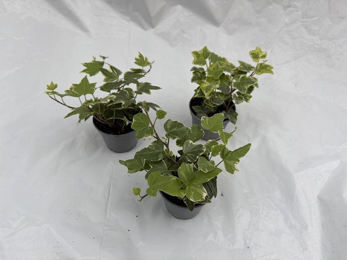 <h4>HEDERA HELIX P6 BONT</h4>