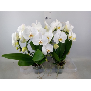 Phalaenopsis   ...
