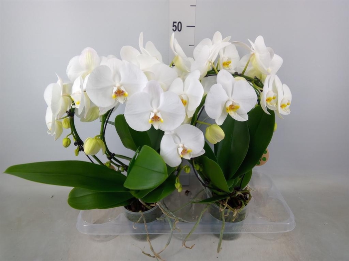<h4>Phalaenopsis   ...</h4>