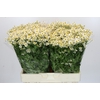 Tanacetum Single Vegmo