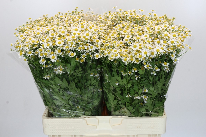 <h4>Tanacetum Single Vegmo</h4>