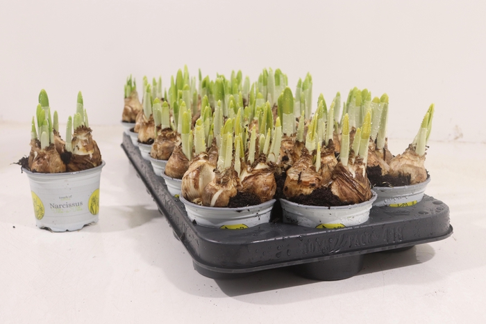 <h4>NARC O TETE A TETE</h4>