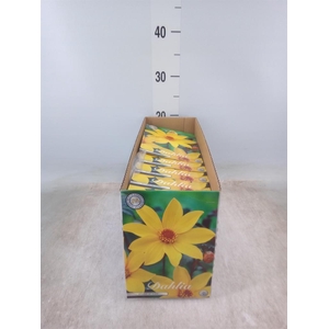 Dahlia   ...flowerbulbs