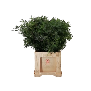 Pistacia   ...blad  /bos