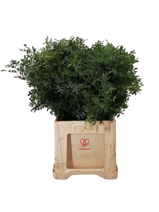 <h4>Pistacia ...blad /bos</h4>