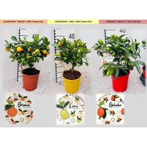 Citrus Mix-Tray 3 Var. medi-stem