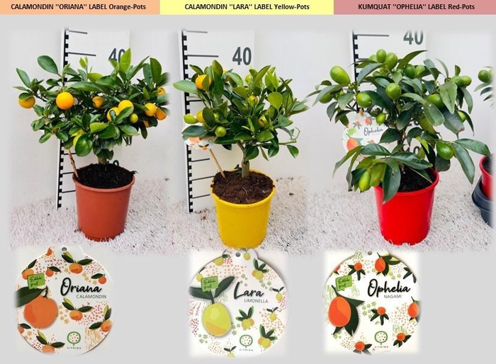 <h4>Citrus Mix-Tray 3 Var. medi-stem</h4>