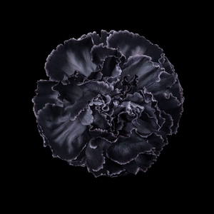 Dianthus st paint black