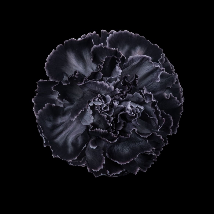 <h4>Dianthus st paint black</h4>