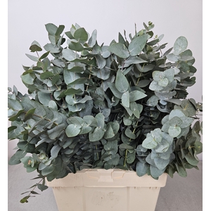 Euc Cinerea Pb Bush