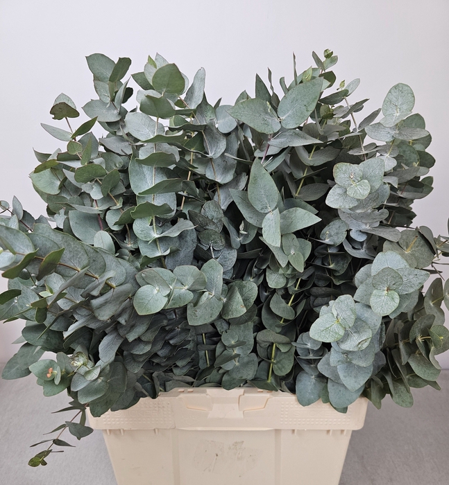 <h4>Euc Cinerea Pb Bush</h4>