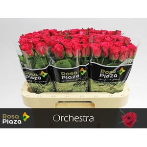 R GR ORCHESTRA