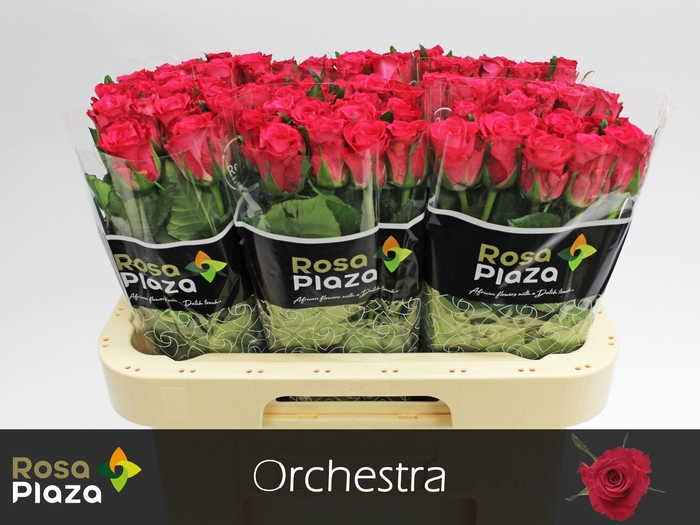 <h4>R GR ORCHESTRA</h4>