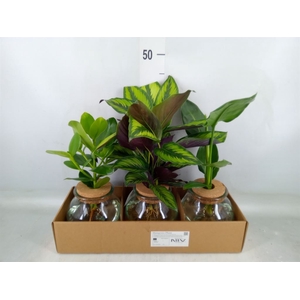 Planten  ..mix