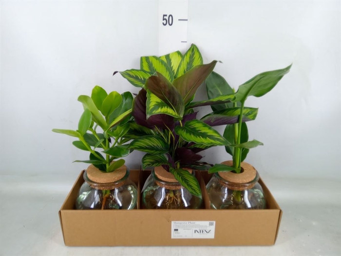 <h4>Planten  ..mix</h4>