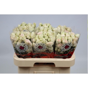 R TR SWEET BLOSSOMS