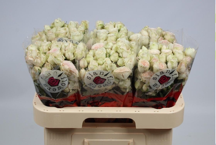 <h4>R Tr Sweet Blossoms</h4>