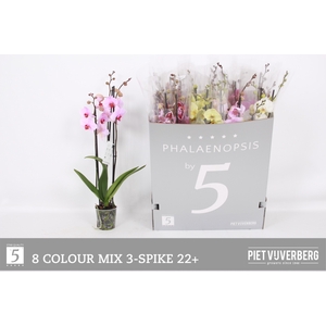 PHAL GEM 8 KL