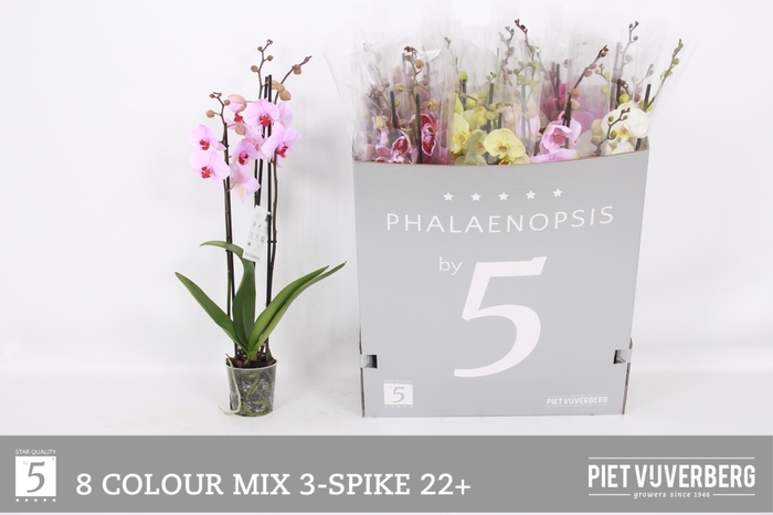 <h4>PHAL GEM 8 KL</h4>