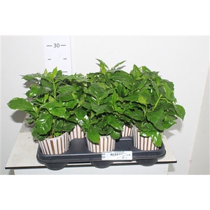 Coffea Arabica In Starbucks Pot