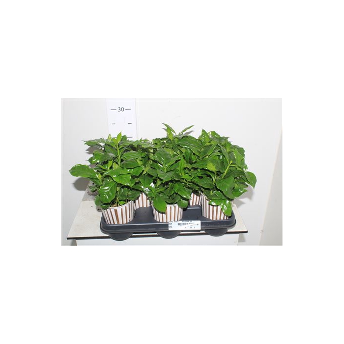 <h4>Coffea Arabica In Starbucks Pot</h4>