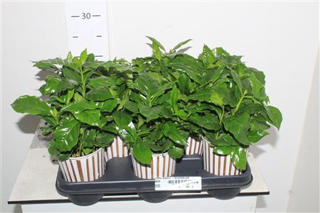 Coffea Arabica In Starbucks Pot