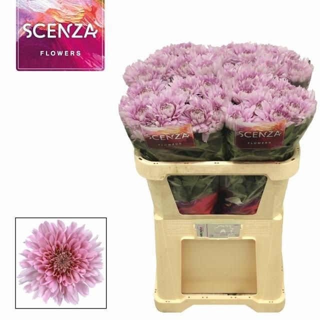 <h4>Chr G Petrushka</h4>