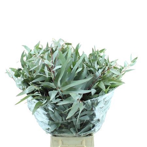 EUC. GLORIA MARIA LANG