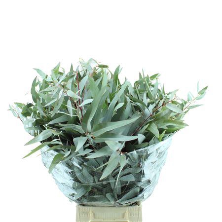 <h4>EUC. GLORIA MARIA LANG</h4>