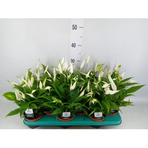 Spathiphyllum  'Chopin'