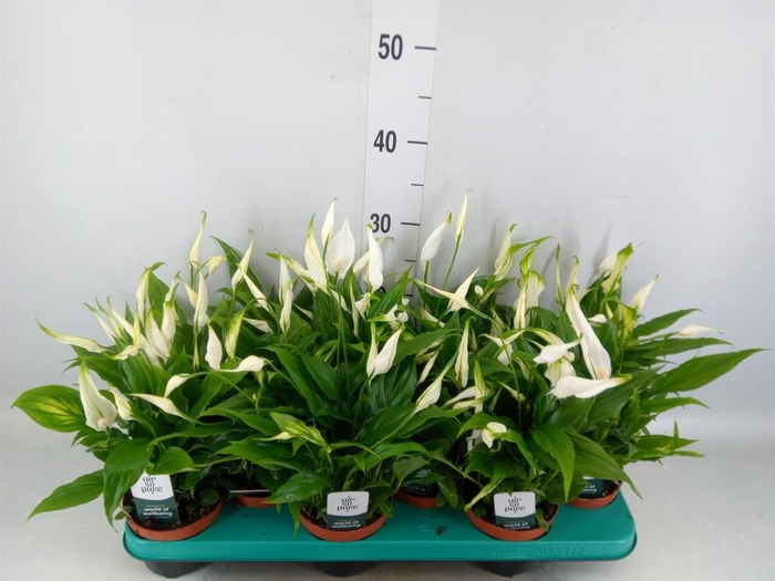 <h4>Spathiphyllum  'Chopin'</h4>
