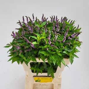 Mentha Tigra Firma Klein