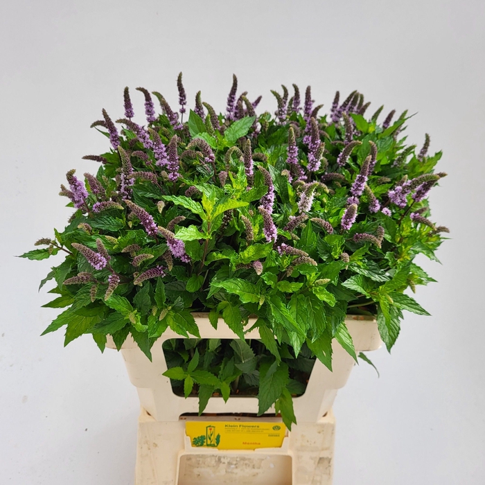 <h4>Mentha Tigra Firma Klein</h4>