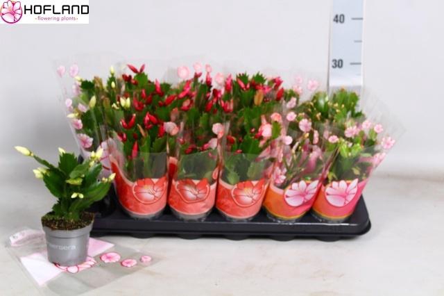 <h4>SCHLUMB GEM 3 KL</h4>