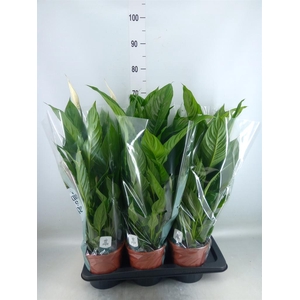Spathiphyllum  'Vivaldi'