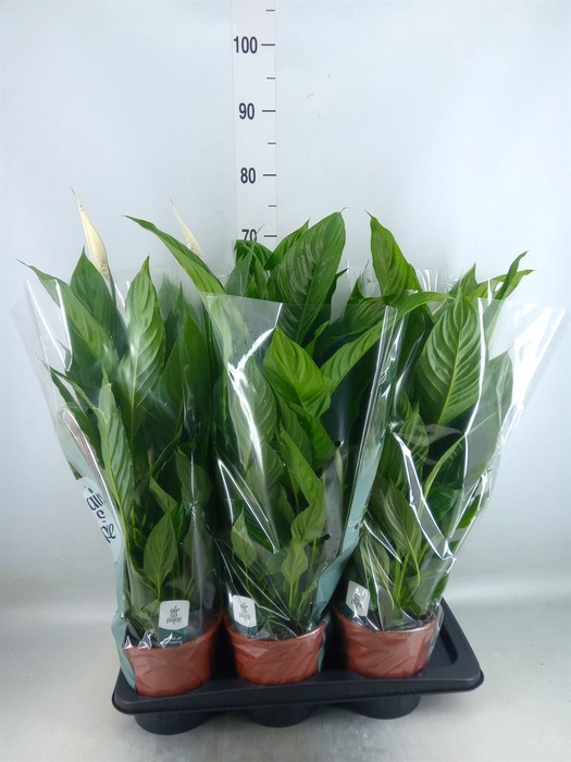 <h4>Spathiphyllum  'Vivaldi'</h4>