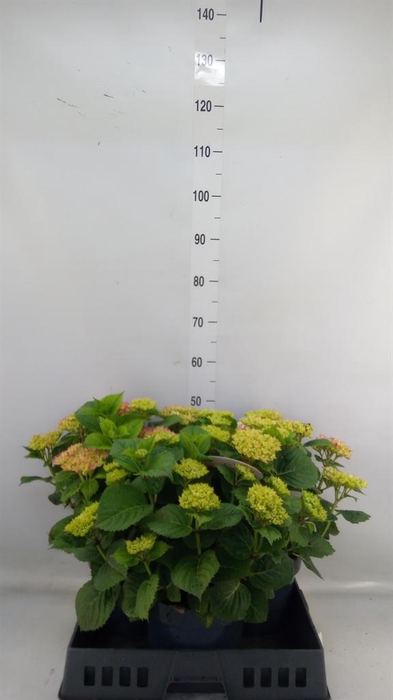 <h4>Hydrangea mac.</h4>