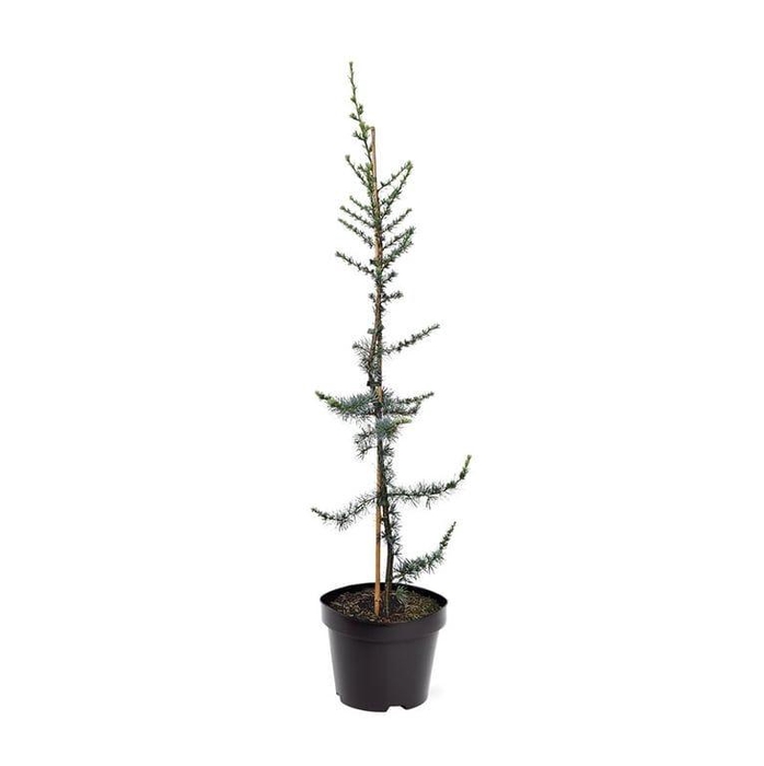 <h4>Cedrus lib. Glauca</h4>
