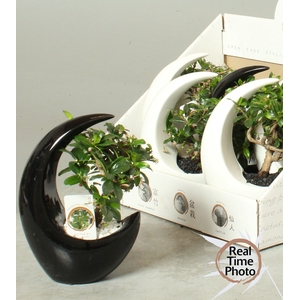 BONSAI GEM