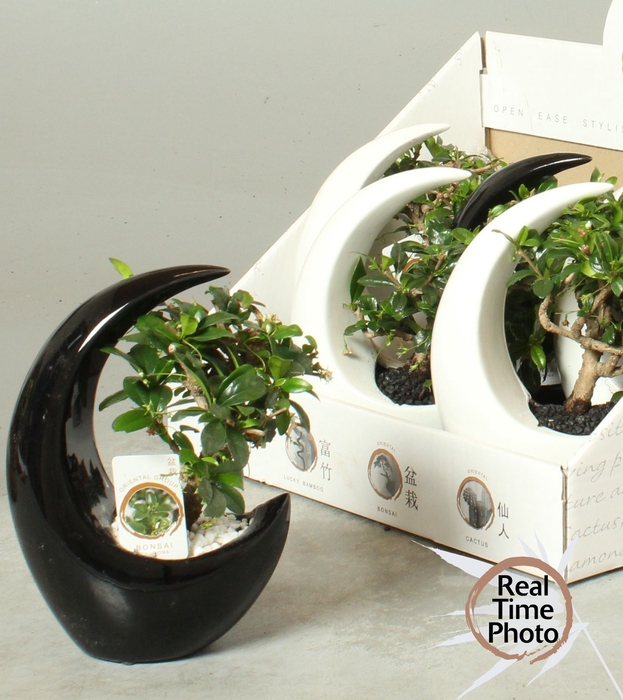 <h4>BONSAI GEM</h4>